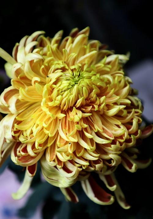 关于菊花的图片,探寻菊花之美